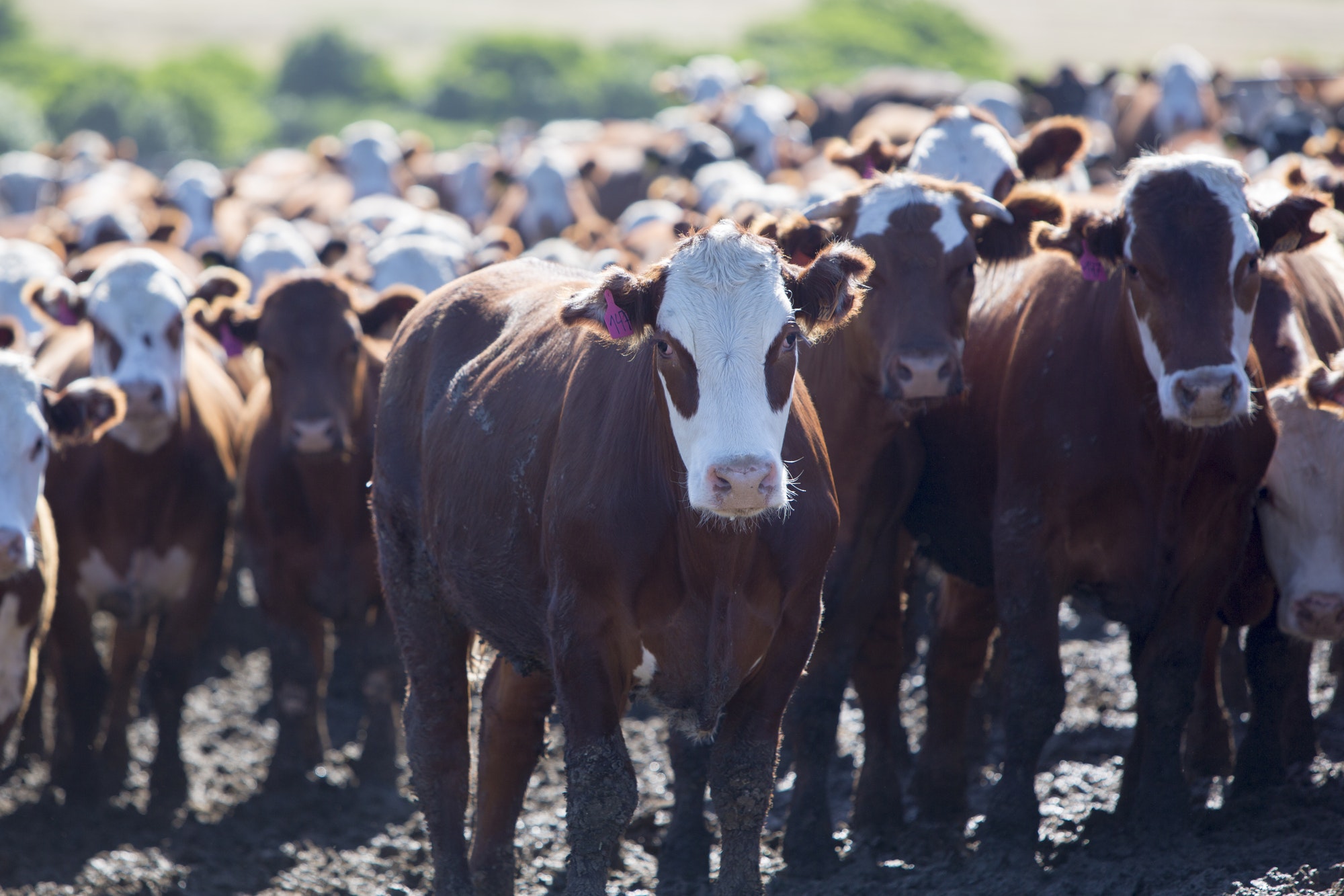 Cow ,Live Stock